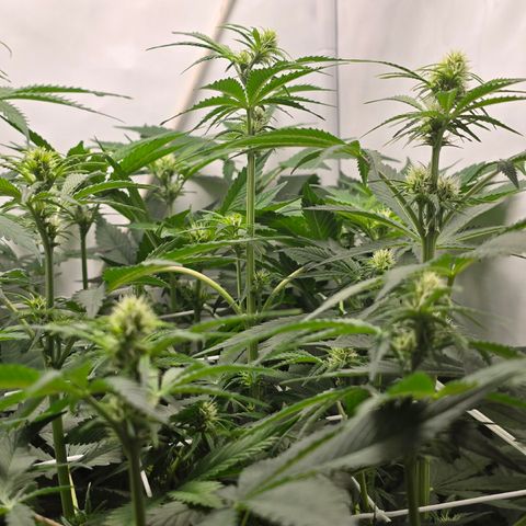 Grow No°2 - Blueberry Zkittlez #1 growlog timeline photo