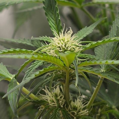 Grow No°2 - Purple Bud #1 growlog timeline photo