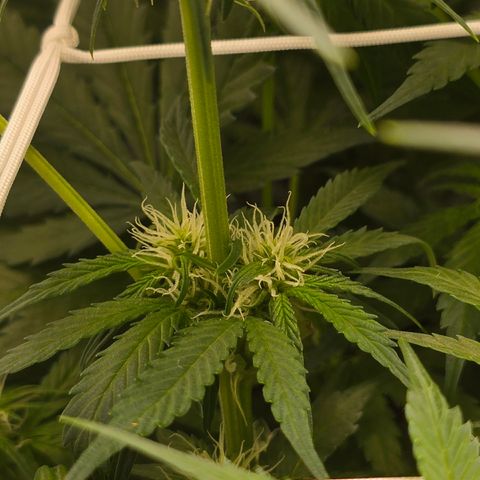 Grow No°2 - Purple Bud #1 growlog timeline photo