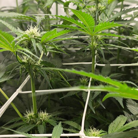 Grow No°2 - Purple Bud #1 growlog timeline photo