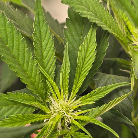 Grow No°2 - Blueberry Zkittlez #2 growlog timeline photo
