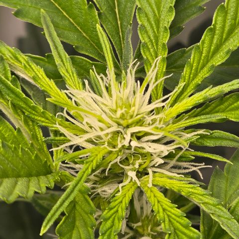 Grow No°2 - Blueberry Zkittlez #2 growlog timeline photo