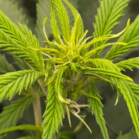 Grow No°2 - Purple Bud #2 growlog timeline photo