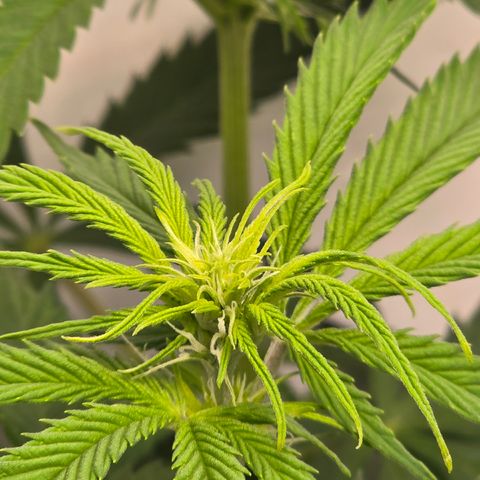 Grow No°2 - Purple Bud #2 growlog timeline photo