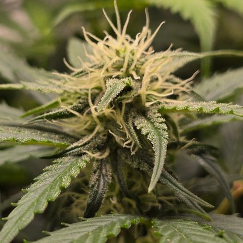 Grow No°2 - Purple Bud #1 growlog timeline photo