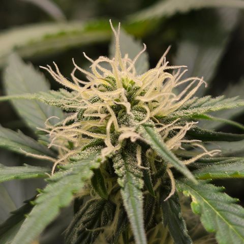 Grow No°2 - Purple Bud #1 growlog timeline photo