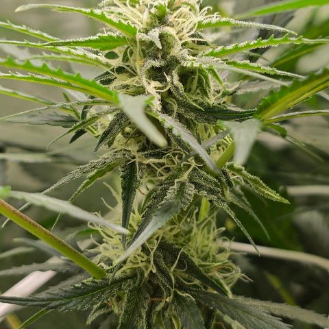 Grow No°2 - Purple Bud #1 growlog timeline photo