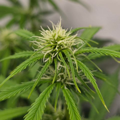 Grow No°2 - Purple Bud #2 growlog timeline photo