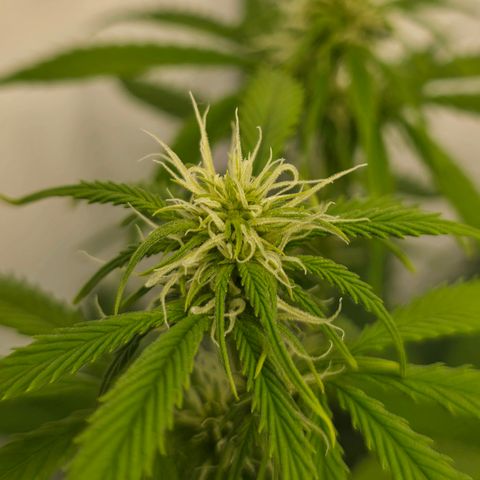 Grow No°2 - Purple Bud #2 growlog timeline photo