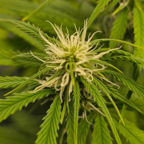 Grow No°2 - Purple Bud #2 growlog timeline photo