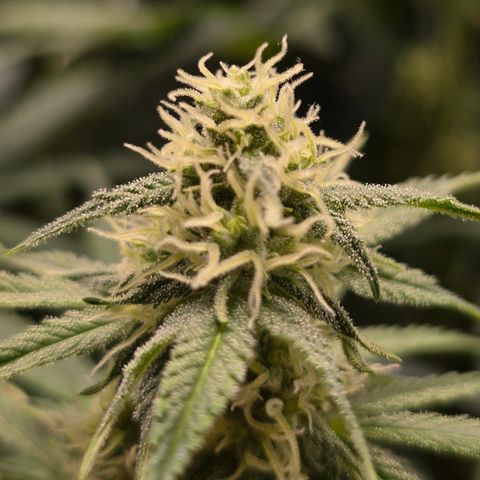 Grow No°2 - Blueberry Zkittlez #1 growlog timeline photo