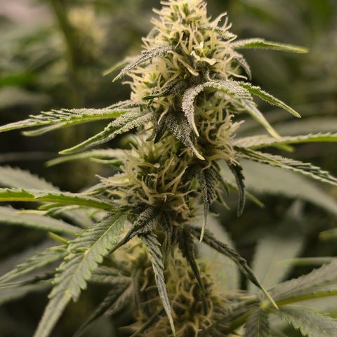 Grow No°2 - Blueberry Zkittlez #1 growlog timeline photo