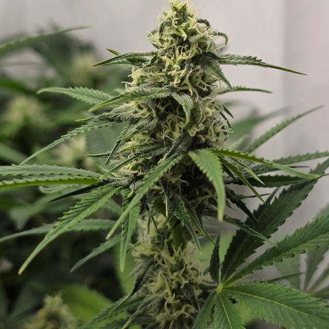 Grow No°2 - Blueberry Zkittlez #1 growlog timeline photo