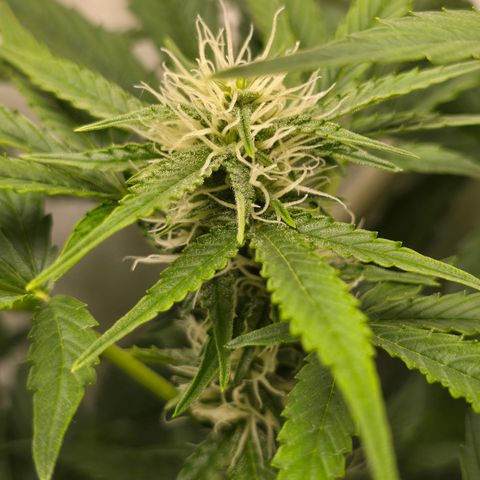 Grow No°2 - Blueberry Zkittlez #2 growlog timeline photo