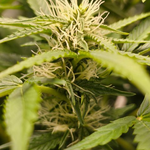 Grow No°2 - Blueberry Zkittlez #2 growlog timeline photo