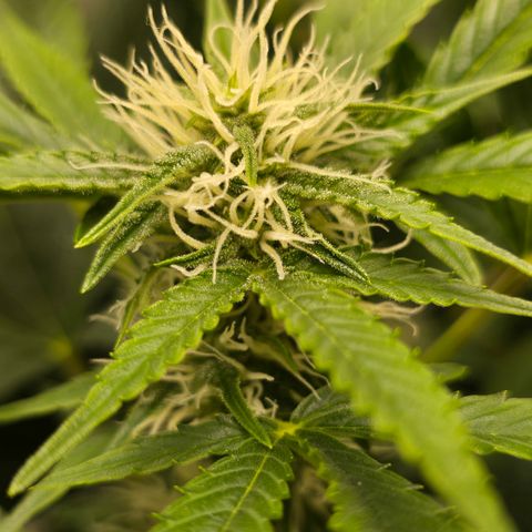 Grow No°2 - Blueberry Zkittlez #2 growlog timeline photo