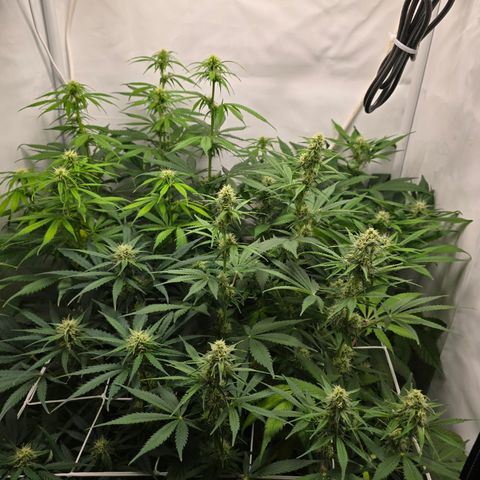 Grow No°2 - Purple Bud #1 growlog timeline photo