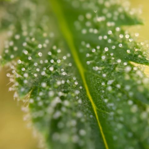 Grow No°2 - Blueberry Zkittlez #1 growlog timeline photo