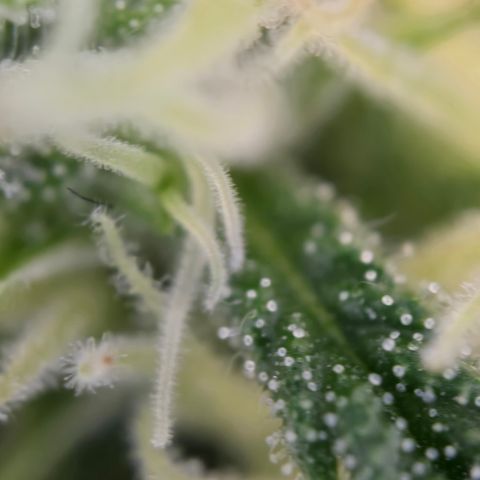 Grow No°2 - Blueberry Zkittlez #1 growlog timeline photo