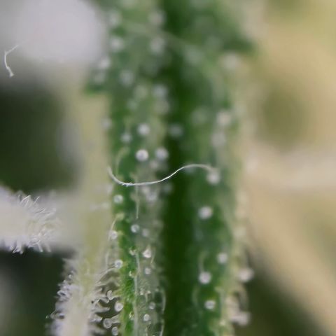 Grow No°2 - Blueberry Zkittlez #2 growlog timeline photo