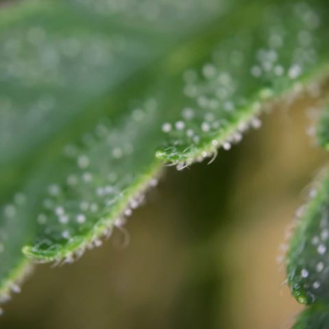 Grow No°2 - Blueberry Zkittlez #2 growlog timeline photo