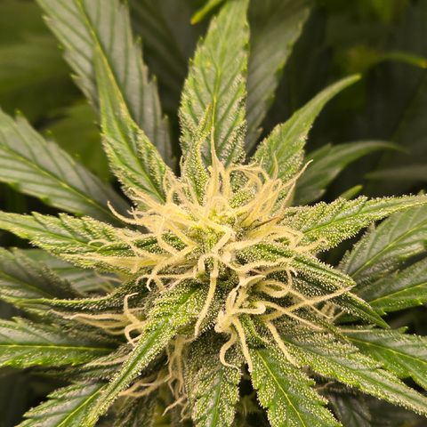 Grow No°2 - Purple Bud #1 growlog timeline photo