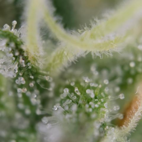 Grow No°2 - Purple Bud #1 growlog timeline photo