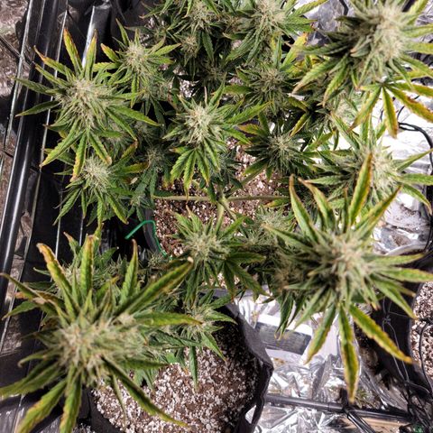 Sean² growlog timeline photo