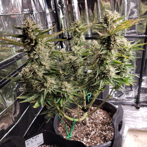 Sean² growlog timeline photo