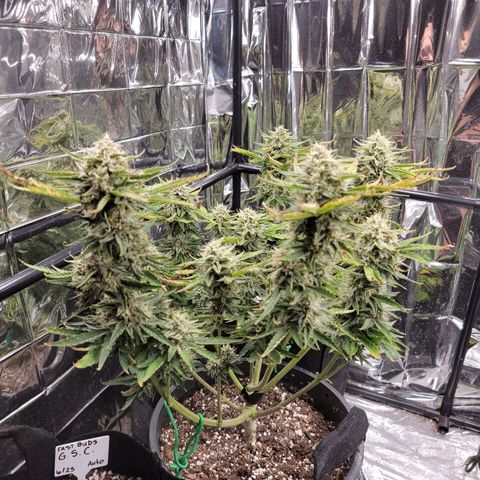 Sean² growlog timeline photo
