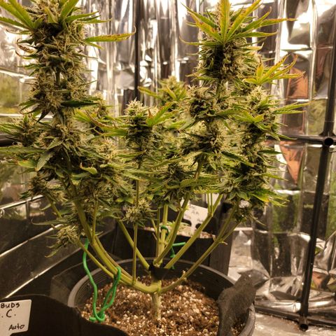 Sean² growlog timeline photo