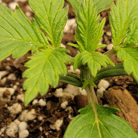 AK Automatic growlog timeline photo