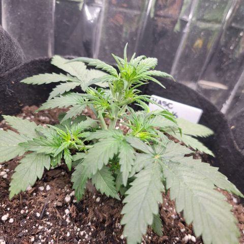 AK Automatic growlog timeline photo