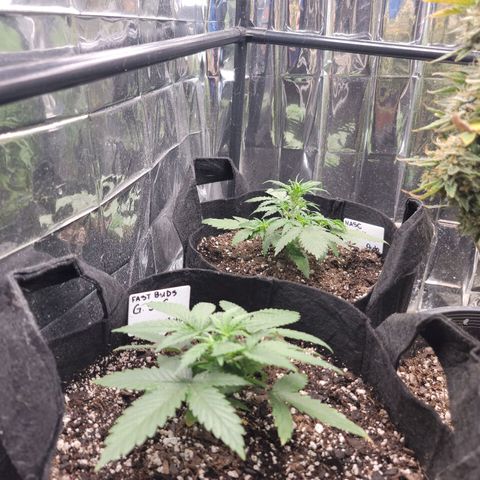 AK Automatic growlog timeline photo