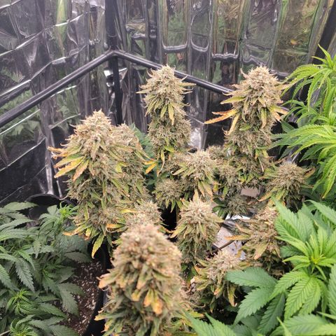 Sean² growlog timeline photo