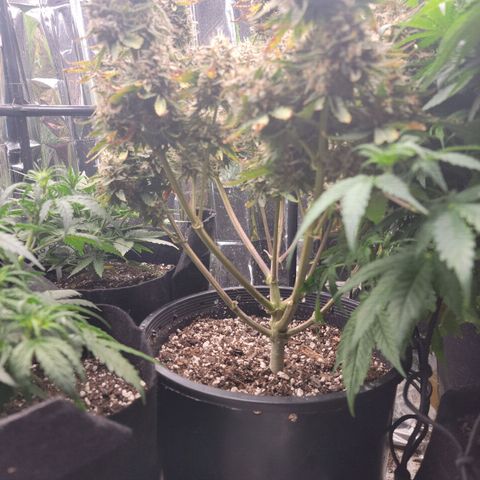 Sean² growlog timeline photo