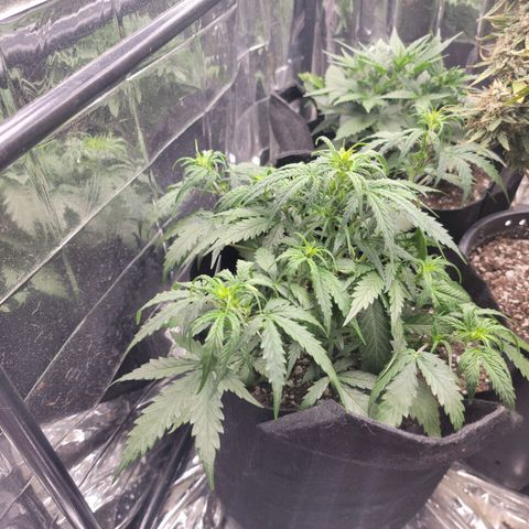AK Automatic growlog timeline photo