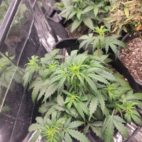 AK Automatic growlog timeline photo