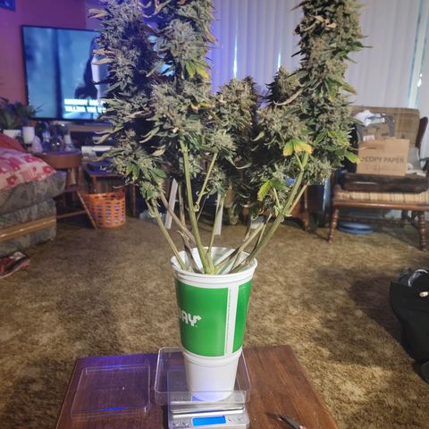 Sean² growlog timeline photo