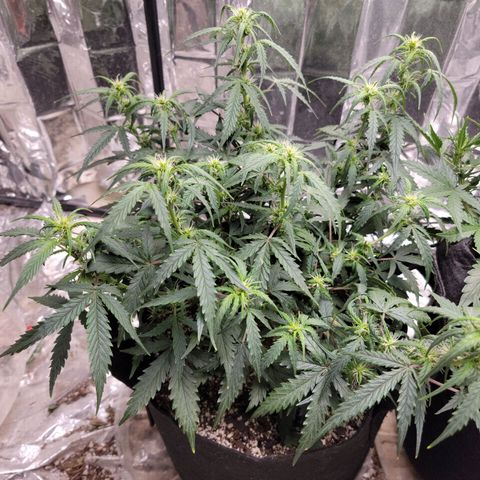 AK Automatic growlog timeline photo