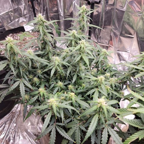 AK Automatic growlog timeline photo