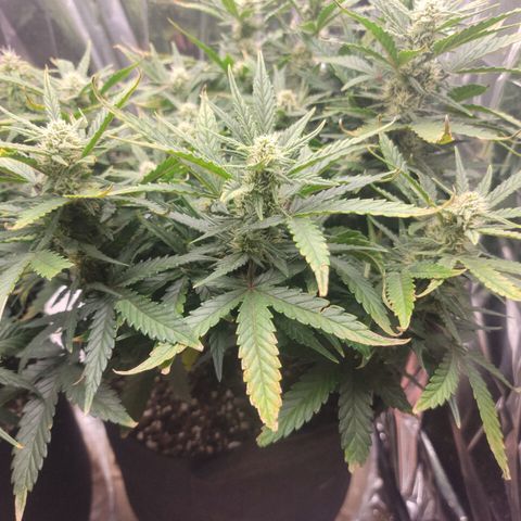 AK Automatic growlog timeline photo