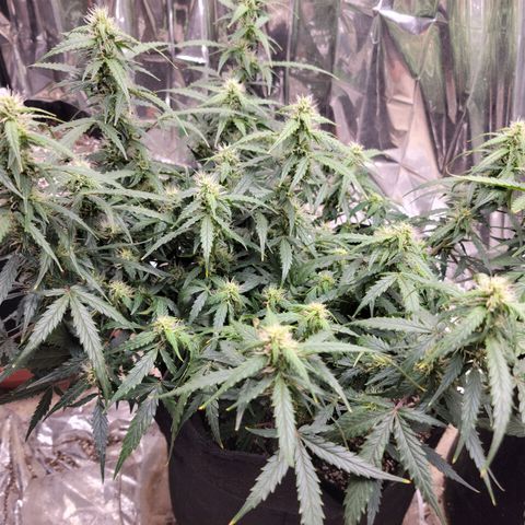 AK Automatic growlog timeline photo