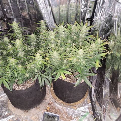 AK Automatic growlog timeline photo