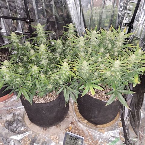 AK Automatic growlog timeline photo