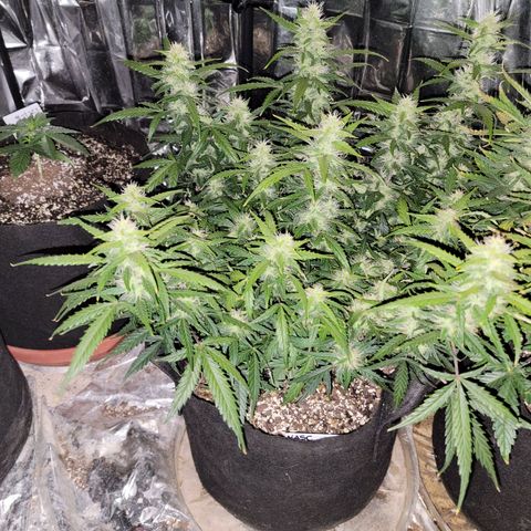 AK Automatic growlog timeline photo
