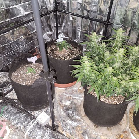 AK Automatic growlog timeline photo