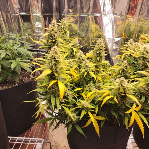 AK Automatic growlog timeline photo