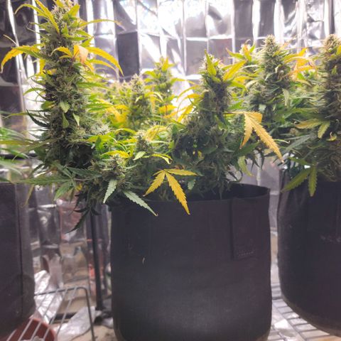 AK Automatic growlog timeline photo