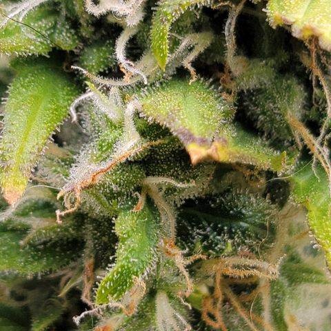 AK Automatic growlog timeline photo